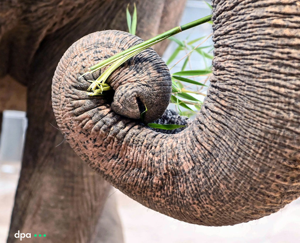 Die Elefantenkuh Saida frisst mittels ihrem Rüssel im Karlsruher Zoo Bambus. Sie kam aus dem Leipziger Zoo in die Altersresidenz für asiatische Elefanten. Foto COPYRIGHT dpa/ARTIS-Uli Deck (Licensing via sales@picture-alliance.de )